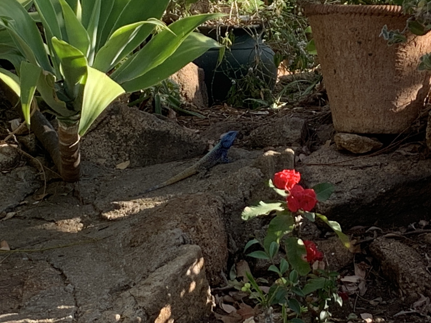 Blue-headed gecko in the garden at Lynn's Guesthouse