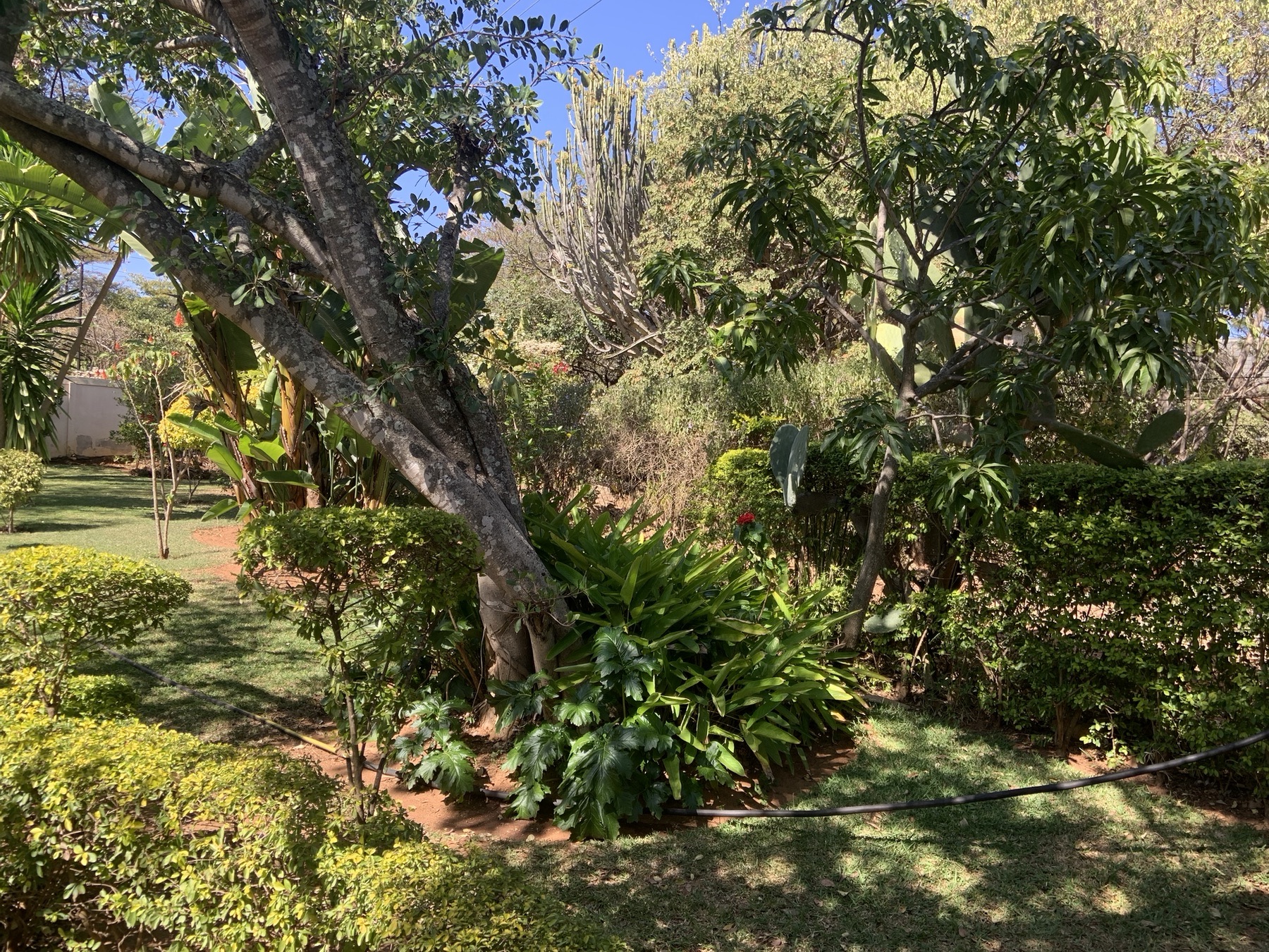Indigenous trees and plantlife at Lynn's Guesthouse